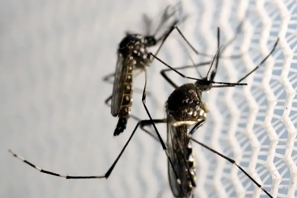 Anvisa autoriza Butantan a fabricar vacina contra chikungunya