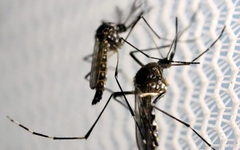 Anvisa autoriza Butantan a fabricar vacina contra chikungunya