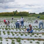 Brazlândia certifica 100 mulheres em programa rural do GDF