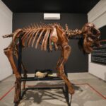 Museu do Zoológico de Brasília reabre com novidades e acessibilidade