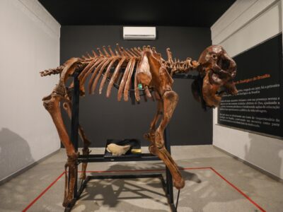 Museu do Zoológico de Brasília reabre com novidades e acessibilidade