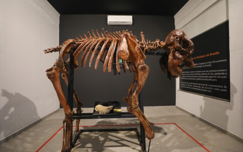 Museu do Zoológico de Brasília reabre com novidades e acessibilidade